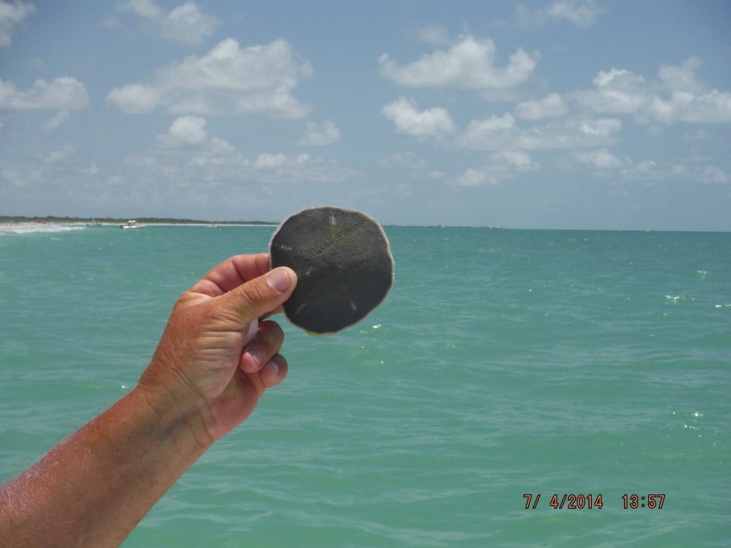 Not a keeper-Live Sand Dollar.